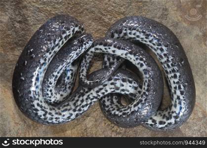The Common Slug Snake (Pareas monticola) a snail eating snake from Nagaland