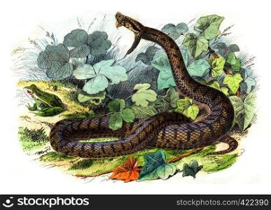 The common viper, vintage engraved illustration. Natural History from Lacepede.