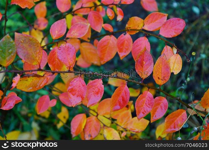 The concept of autumn raindrops and yellowish leaves