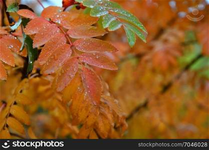 The concept of autumn raindrops and yellowish leaves