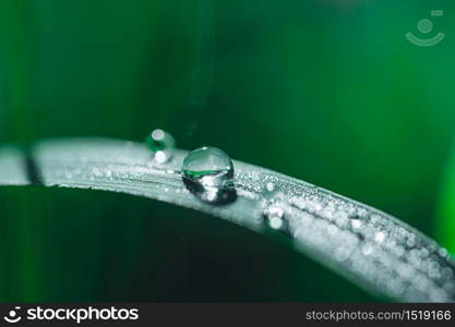 The concept of love the world green environment Water droplets on the leaves Blurred bokeh background