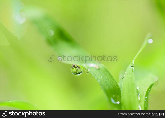 The concept of love the world green environment Water droplets on the leaves Blurred bokeh background