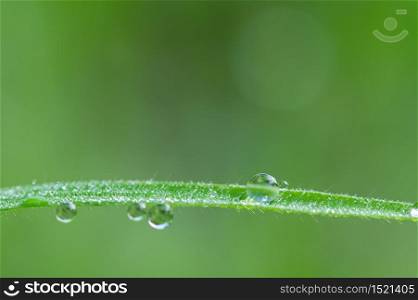 The concept of love the world green environment Water droplets on the leaves Blurred bokeh background