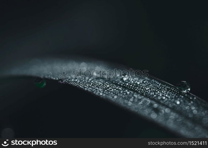 The concept of love the world green environment Water droplets on the leaves Blurred bokeh background