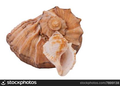 The Conch Shell On the white background