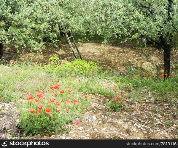 The contrasting red of poppy flowers in an olive orchard during pruning season in the Vaucluse, France