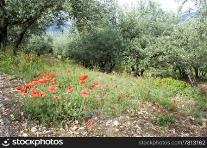 The contrasting red of poppy flowers in an olive orchard during pruning season