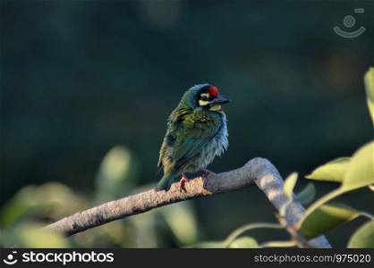 The Coppersmith Barbet or Crimson-breasted Barbet (Psilopogon haemacephalus perched on a branch near Pune