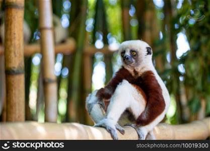 The Coquerel Sifaka in its natural environment in a national park on the island of Madagascar.. The Coquerel Sifaka in its natural environment in a national park on the island of Madagascar