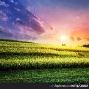 The corn field at a sunset, agriculture