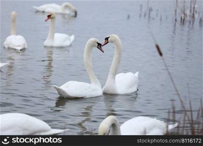 The couple of swans with their necks form a heart. Mating games of a pair of white swans. Swans swimming on the water in nature. Valentine’s Day background. The mute swan, latin name Cygnus olor.. The couple of swans with their necks form a heart. Mating games of a pair of white swans. The mute swan, latin name Cygnus olor. Swans swimming on the water in nature. Valentine’s Day background.