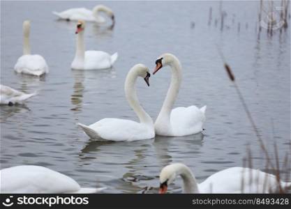 The couple of swans with their necks form a heart. Mating games of a pair of white swans. Swans swimming on the water in nature. Valentine’s Day background. The mute swan, latin name Cygnus olor.. The couple of swans with their necks form a heart. Mating games of a pair of white swans. The mute swan, latin name Cygnus olor. Swans swimming on the water in nature. Valentine’s Day background.
