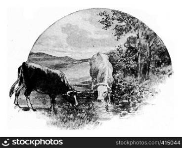 The cow eats grass and clover from the meadow, drinks water from the brook, vintage engraved illustration.