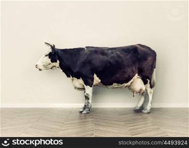 the cow in a room near white wall. Creative photo combination concept