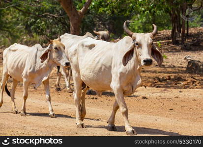 The Cow on a meadow