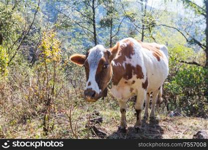 The Cow on a meadow
