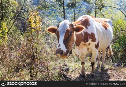 The Cow on a meadow