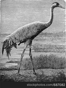 The crane, vintage engraved illustration. From Deutch Vogel Teaching in Zoology.