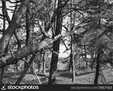The crashed trunk in Scandinavian forests in the archipelago, black and white image