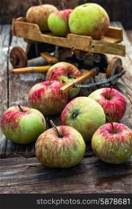 The crop of apples on wooden background on the background of the symbolic scale model of farmer&amp;#39;s wagon.Photo tinted
