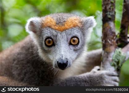 The crown lemur on a tree in the rainforest of Madagascar. A crown lemur on a tree in the rainforest of Madagascar