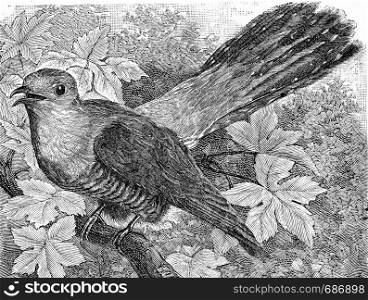 The Cuckoo, Cuculus canorus, vintage engraved illustration. From Deutch Vogel Teaching in Zoology.