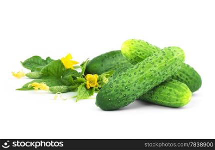The cucumber white flowers and leaves on a white background