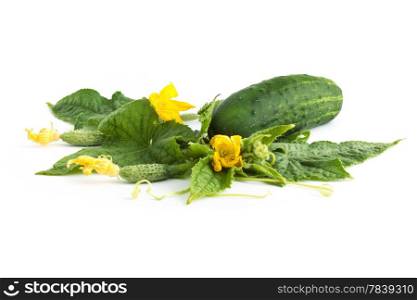 The cucumber white flowers and leaves on a white background