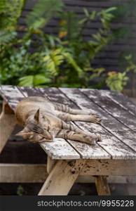 The cute cat sleeping on the wooden table in park. Street cat, Selective focus.