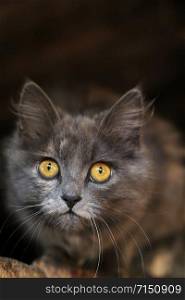 The cute gray cat.Funny cat, The concept of fashionable cats.. The cute gray cat. Funny cat. The concept of fashionable cats.