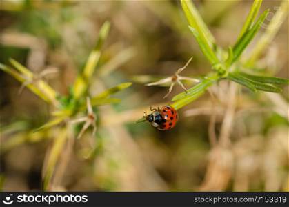 The cute ladybird is on the green leaf