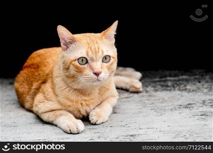 The cute orange tabby fat cat sitting and looking at something with interest.
