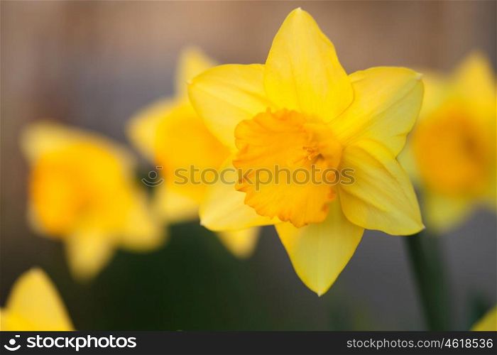 The daffodil. A bright yellow flower in nature