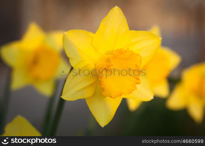 The daffodil. A bright yellow flower in nature