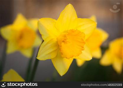 The daffodil. A bright yellow flower in nature