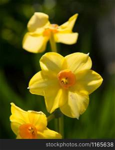 the daffodils in the countryside, close-up