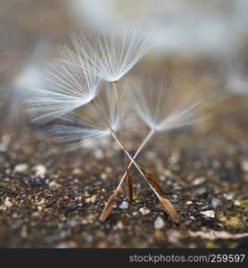 the dandelion flower in the garden