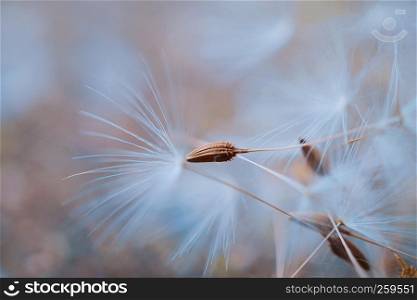 the dandelion flower in the nature