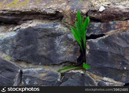 The dandelion progrown from a stone wall