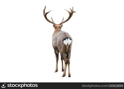 The dappled deer with huge horns is isolated on white background. Dappled deer close up back view. Deer butt.. The dappled deer with huge horns is isolated on white background. Dappled deer close up back view. Deer butt
