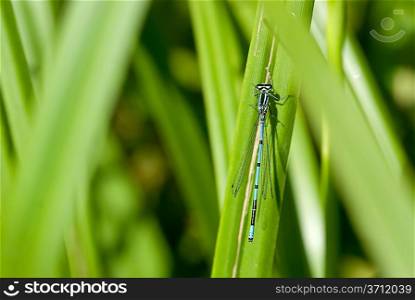 The dark blue dragonfly sits on a green grass in a sunny day