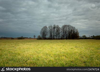 The dark sky and trees without leaves on the meadow, autumn view