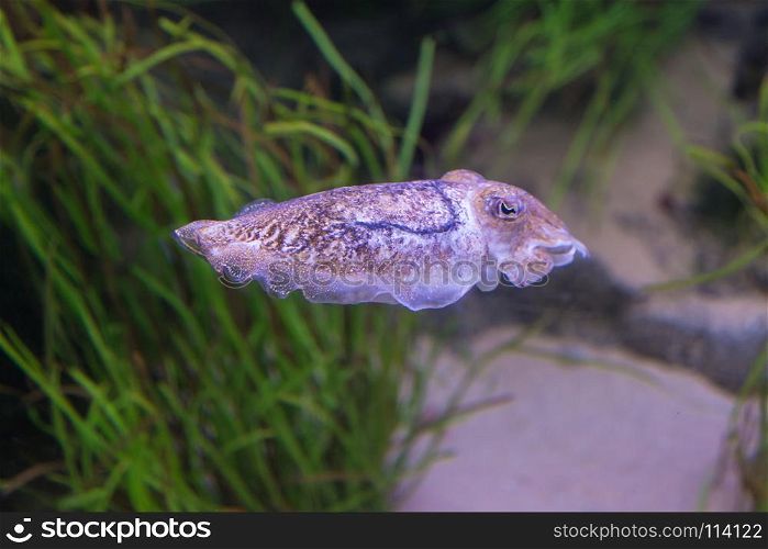 The Deep Sea Cephalopod Purple Cuttlefish, Marine Life.. The Deep Sea Cephalopod Purple Cuttlefish, Marine Life