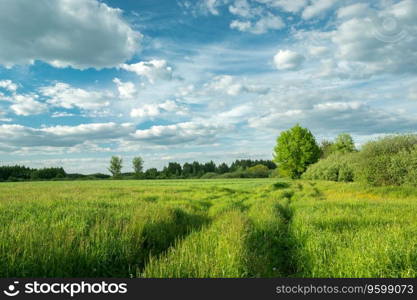 The dense grass in the meadow and clouds on the sky, rural view