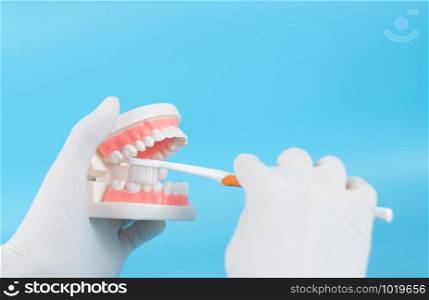 The dentist holds plastic teeth and mount mirrors as an example for patients to study clean teeth.