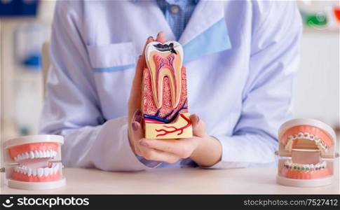 The dentist practicing work on tooth model. Dentist practicing work on tooth model