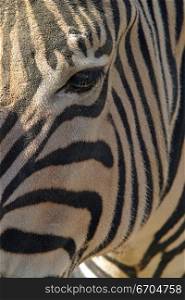 The detail of a Zebra&acute;s pattern.