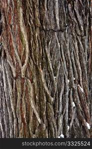 The detail of bark, the outer layer of a tree trunk