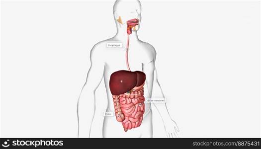 The digestive system is made up of the gastrointestinal tract and glandular organs, including the salivary glands, liver, pancreas, and gallbladder. 3D rendering. The digestive system is made up of the gastrointestinal tract and glandular organs, including the salivary glands, liver, pancreas, and gallbladder.