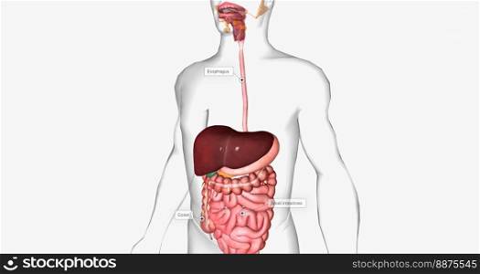 The digestive system is made up of the gastrointestinal tract and glandular organs, including the salivary glands, liver, pancreas, and gallbladder. 3D rendering. The digestive system is made up of the gastrointestinal tract and glandular organs, including the salivary glands, liver, pancreas, and gallbladder.
